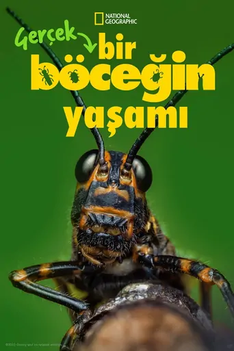 Watch Gerçek Bir Böceğin Yaşamı Dizi